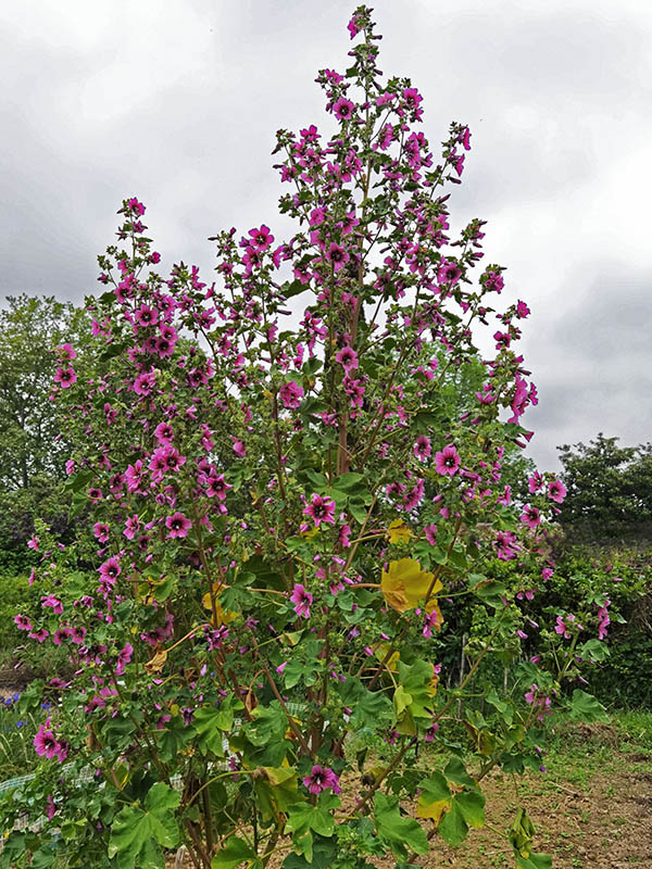 Malva arborea en fleurs sur un éboulis côtier des côtes méditerranéennes